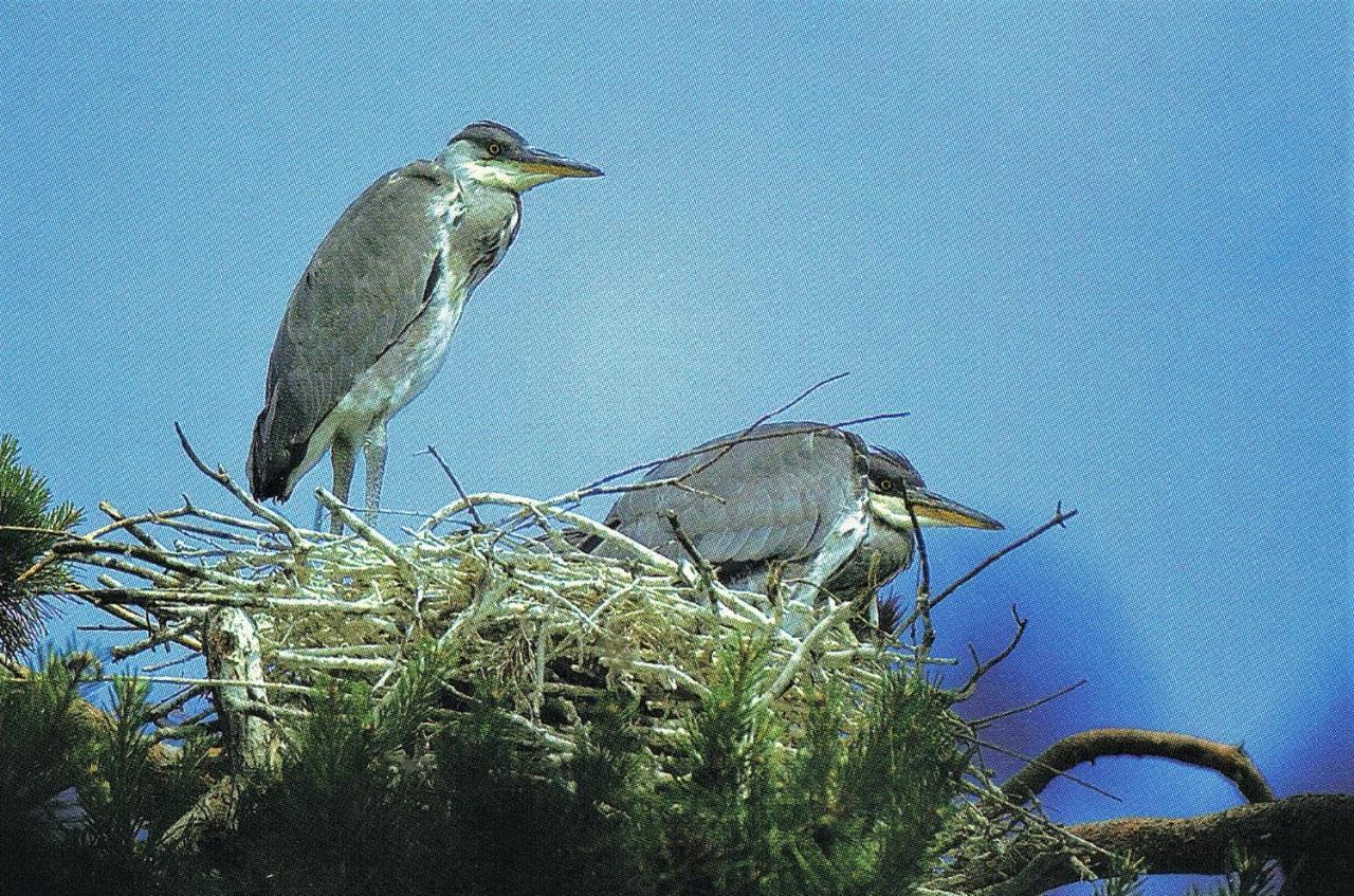 Noclegi Zdzislaw Sieradzki Zbiczno Exteriör bild