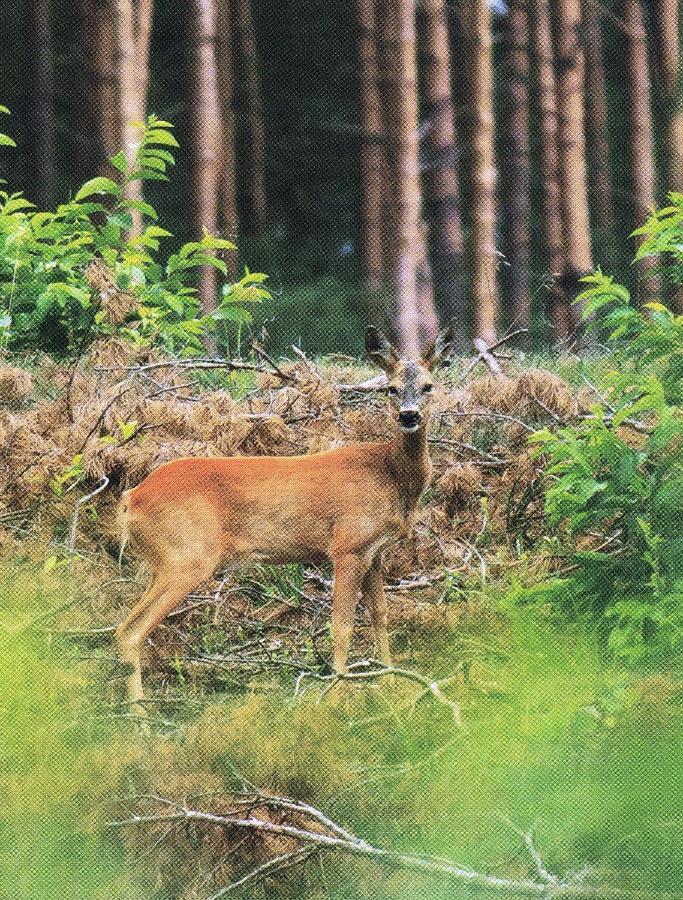 Noclegi Zdzislaw Sieradzki Zbiczno Exteriör bild