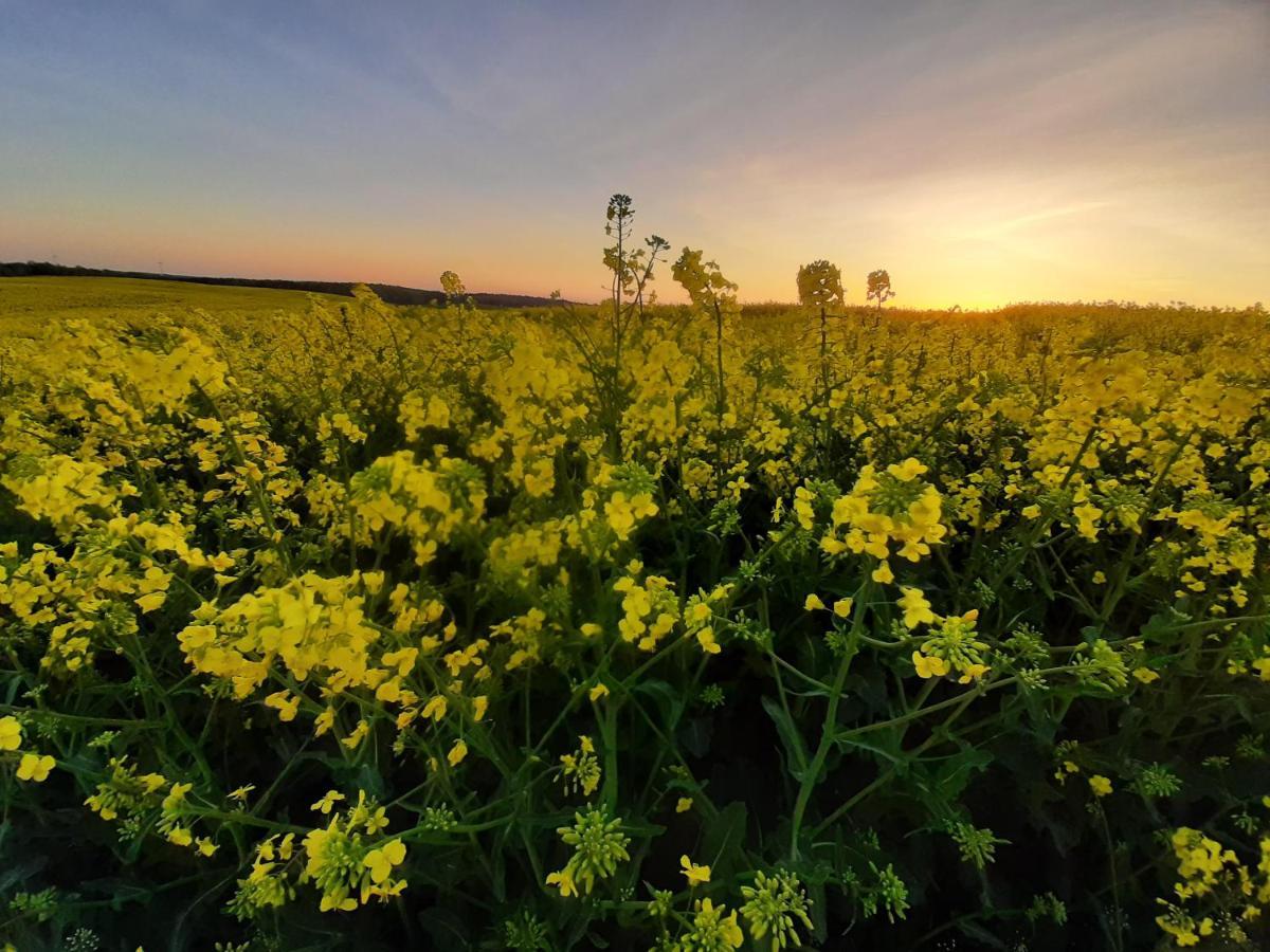 Noclegi Zdzislaw Sieradzki Zbiczno Exteriör bild