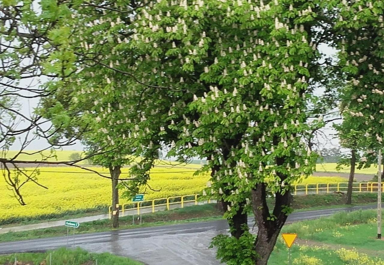 Noclegi Zdzislaw Sieradzki Zbiczno Exteriör bild